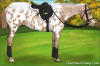 Horse Color:Brown Pearl Near Leopard 
