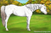 Horse Color:Amber Champagne Appaloosa  and Amber Champagne Splash Appaloosa 