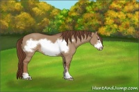Horse Color:Red Dun Sabino Frame 