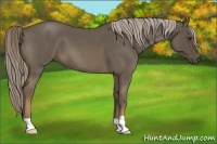 Horse Color:Chocolate Palomino Roan 