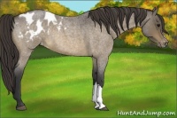 Horse Color:Buckskin Roan Blanket 