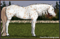 Horse Color:Gold Champagne Near Leopard  and Gray Gold Champagne Near Leopard 