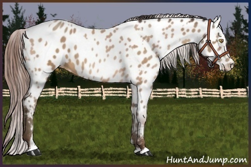 Horse Color:Amber Champagne Appaloosa  and Amber Champagne Appaloosa 
