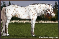 Horse Color:Amber Champagne Near Leopard  and Amber Champagne Near Leopard 