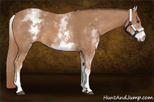 Horse Color:White Spotted Chestnut