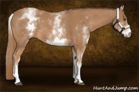 Horse Color:White Spotted Chestnut 