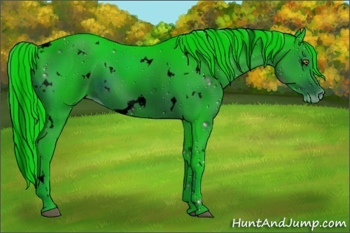Horse Color:ERROR: UNKNOWN ANOMALY