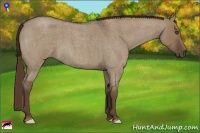 Horse Color:Liver Red Dun Roan Frame 