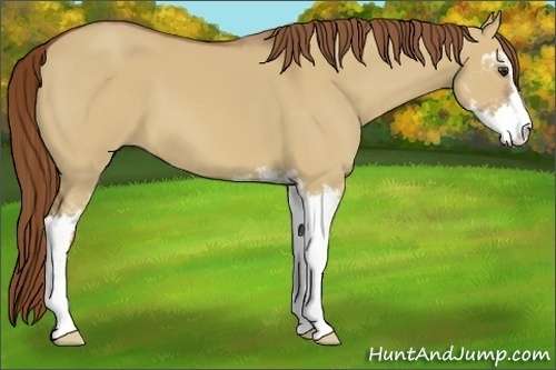 Horse Color:Red Dun Sabino