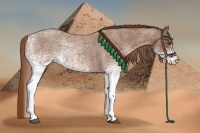 Horse Color:White Spotted Red Roan 