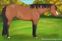 Horse Color:Bay 