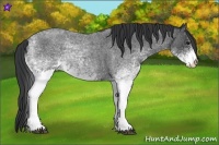 Horse Color:White Spotted Blue Roan 