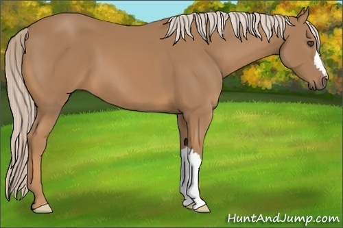 Horse Color:Palomino
