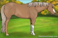 Horse Color:Palomino 