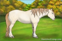 Horse Color:Buckskin Roan Pearl Dun and Buckskin Roan Pearl Dun Splash
