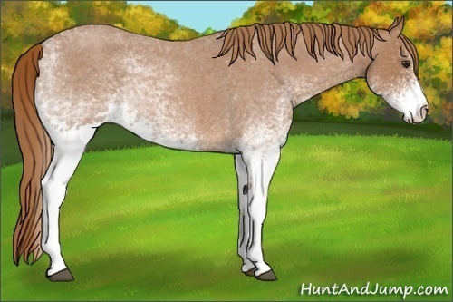 Horse Color:White Spotted Red Roan 