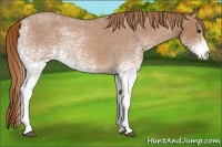 Horse Color:White Spotted Red Roan 