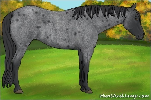 Horse Color:Blue Roan