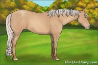 Horse Color:Silver Amber Champagne Frame 