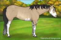 Horse Color:Bay Dun Splash Frame Rabicano 