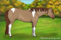 Horse Color:Red Dun Tobiano