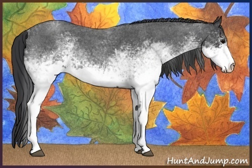 Horse Color:White Spotted Blue Roan 