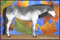 Horse Color:White Spotted Blue Roan 