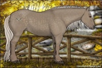 Horse Color:Silver Grullo 
