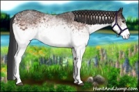 Horse Color:White Spotted Bay 