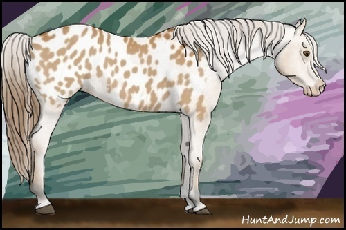 Horse Color:Bay Appaloosa