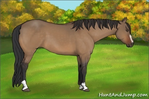 Horse Color:Unknown 