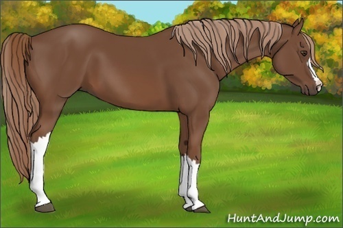 Horse Color:Chestnut 