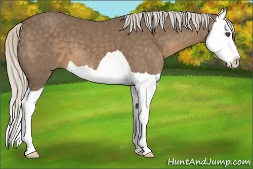 Horse Color:Silver Smoky Black Splash
