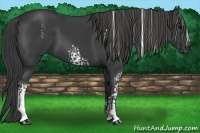 Horse Color:White Spotted Smoky Black Rabicano