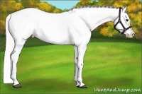 Horse Color:Silver Bay Splash Leopard 