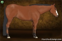 Horse Color:Bay Frame 