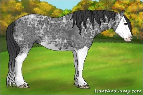 Horse Color:Black Ice Splash
