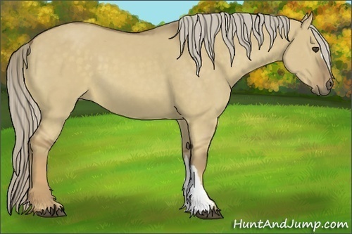 Horse Color:Chocolate Palomino Dun 