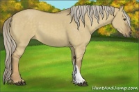 Horse Color:Chocolate Palomino Dun