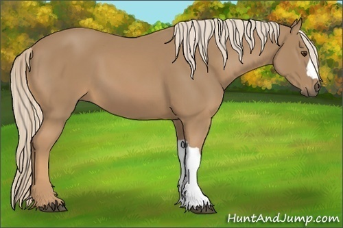 Horse Color:Palomino