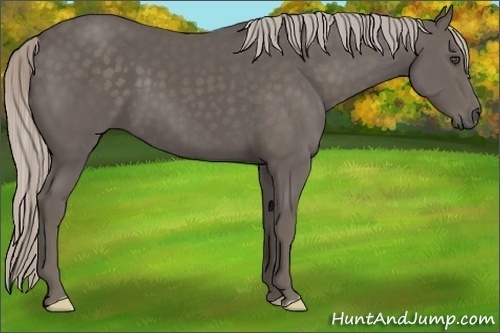 Horse Color:Silver Black Frame 