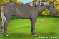 Horse Color:Silver Black Frame