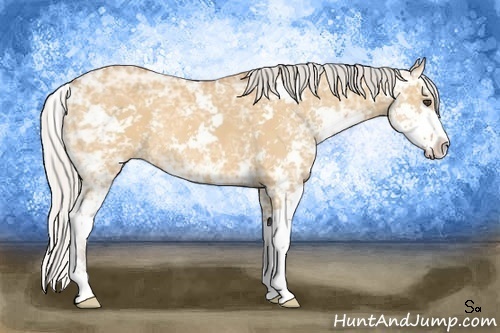 Horse Color:Silver Bay Ice Dun Sabino