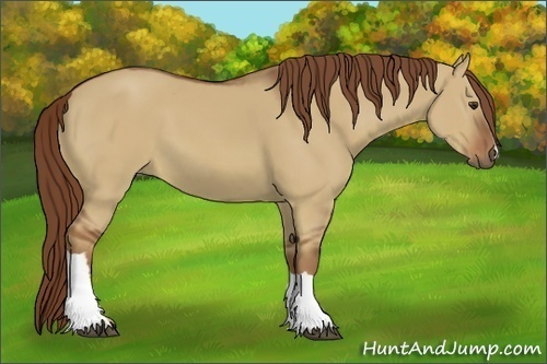 Horse Color:Red Dun 
