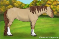 Horse Color:Red Dun