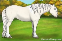 Horse Color:Cremello Dun Tobiano