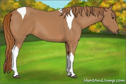 Horse Color:Chestnut Tobiano