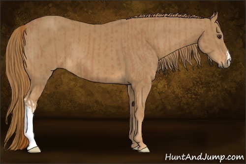 Horse Color:Chestnut and Chestnut