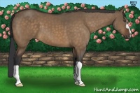 Horse Color:Bay Dun