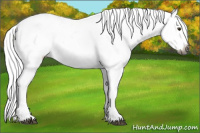 Horse Color:Gray Chestnut Appaloosa 